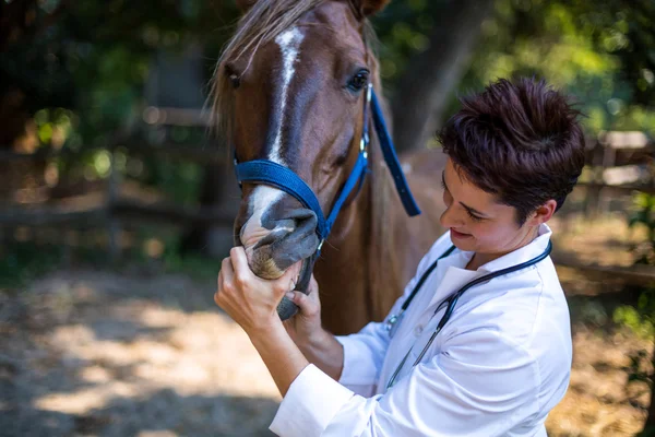 Portrait of woman vet examining horses teeth