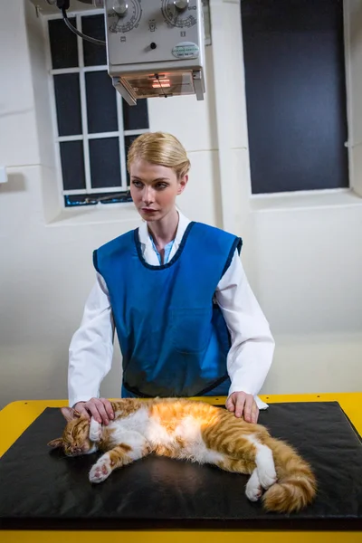 A woman vet examining kitten