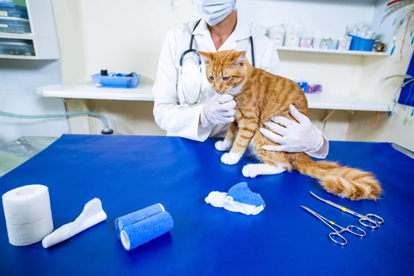 Vet holing a cat on an examination table