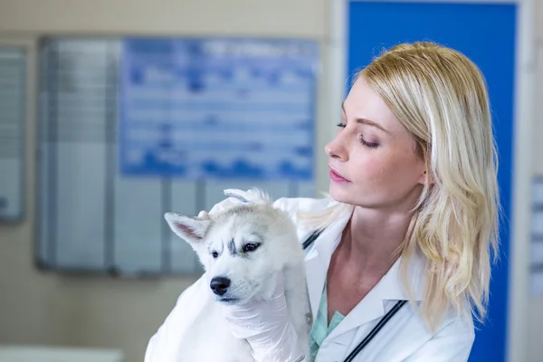 Portrait of woman vet examining puppys ears
