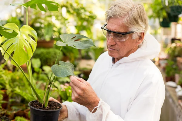 Scientist in clean suit examining plant leaves