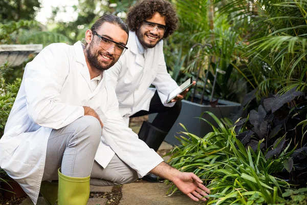 Happy male scientists inspecting plants