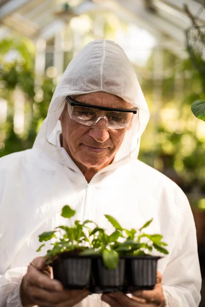 Scientist in clean suit examining saplings