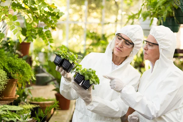 Scientists in clean suit examining saplings
