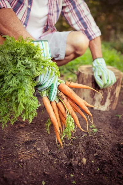 Gardener crouching with carrots at farm