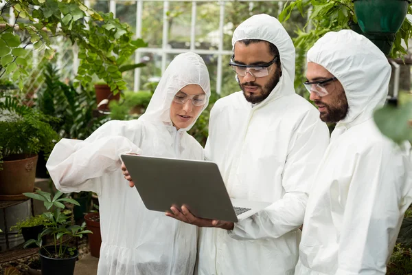Scientists discussing over laptop at greenhouse