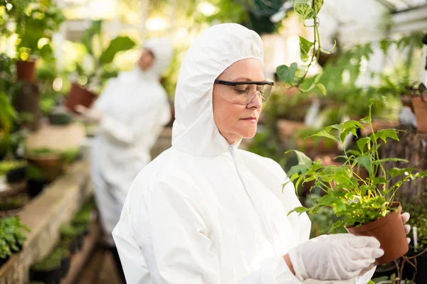 Scientist in clean suit examining potted plant