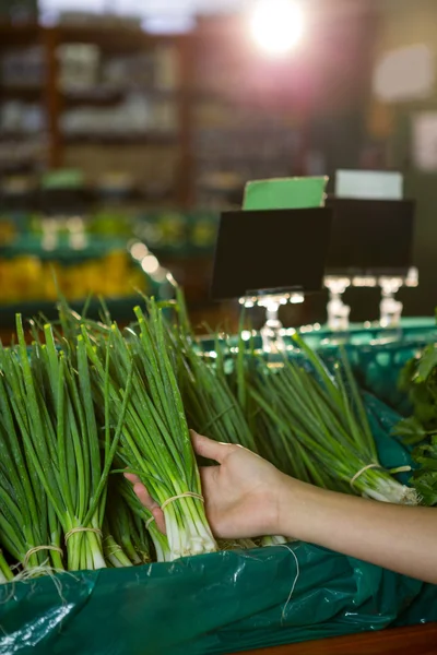 Hand selecting a bunch of fresh scallions