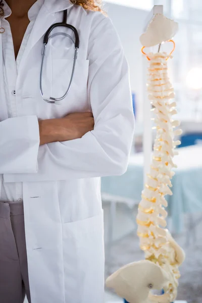 Mid section of physiotherapist standing beside spine model