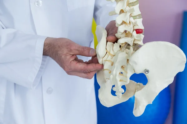 Mid section of physiotherapist examining a spine model