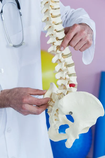 Mid section of physiotherapist examining a spine model