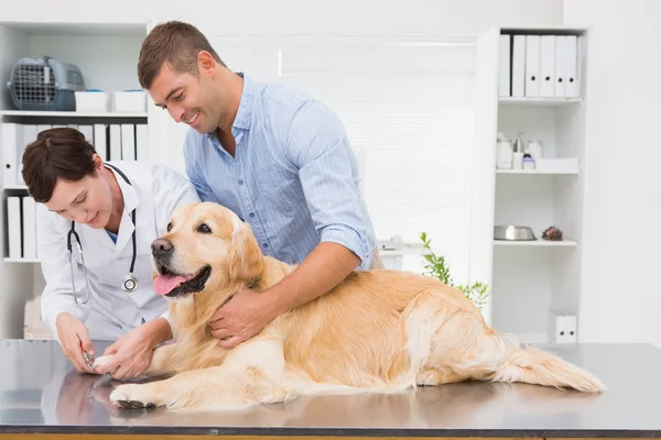 Vet using nail clipper on a dog with its owner
