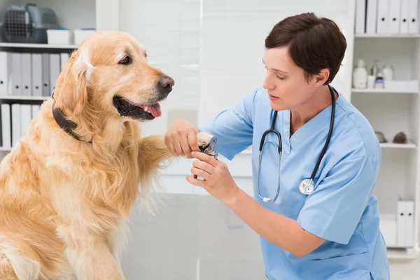 Vet using nail clipper on a dog