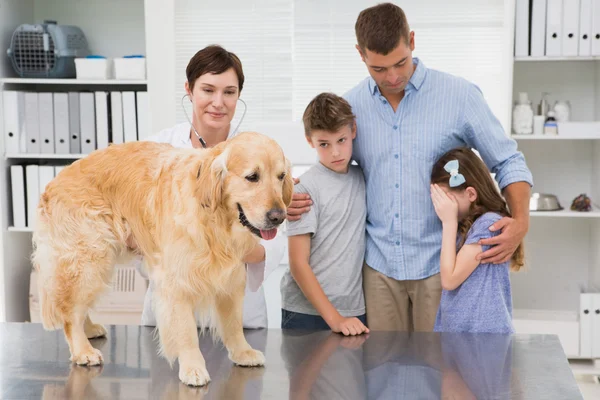 Vet examining dog with its scared owners