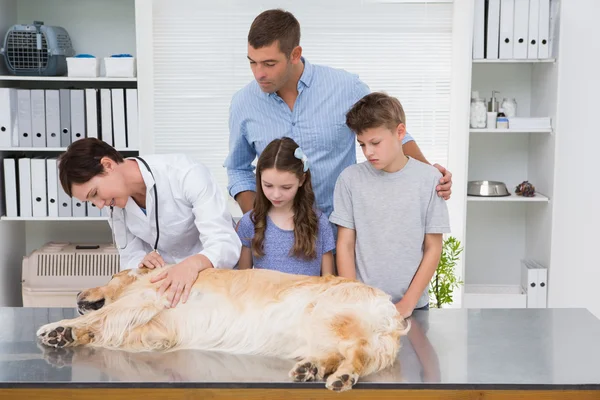 Vet examining a dog with its scared owners