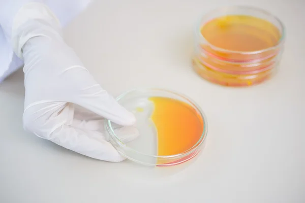 Scientist holding petri dish with orange fluid