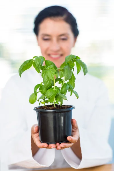 Scientist holding basil plant