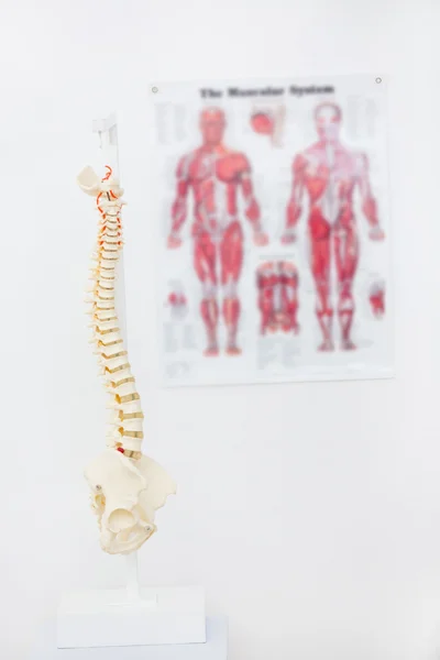Composite image of anatomical spine