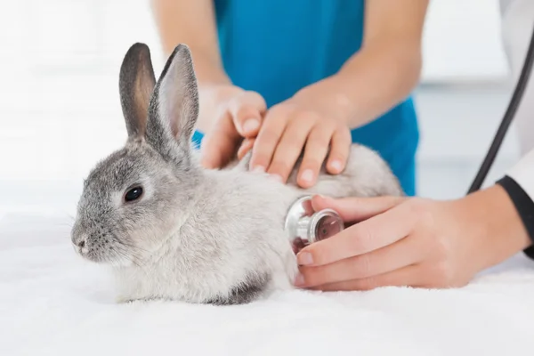 Vet examining bunny with owner