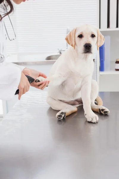 vet dog nail clippers