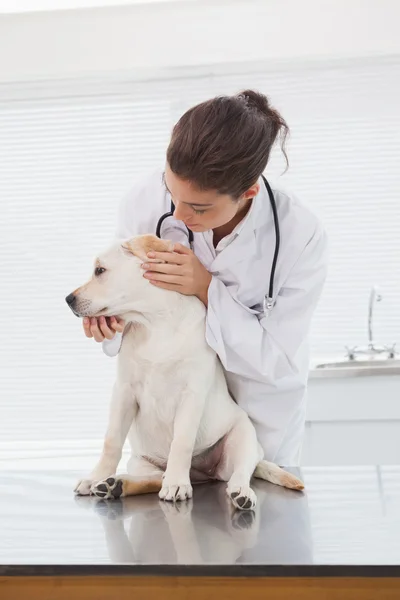 Veterinarian examining cute dog