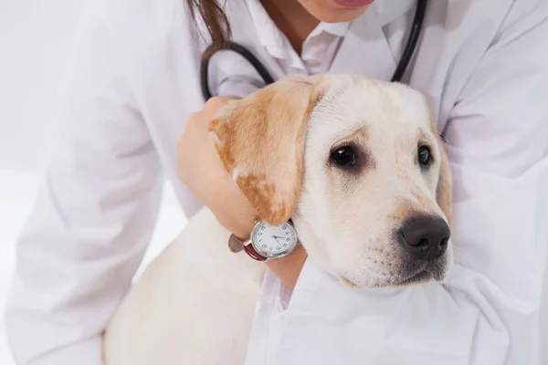 Veterinarian examining cute dog
