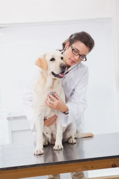 Veterinarian examining dog with stethoscope