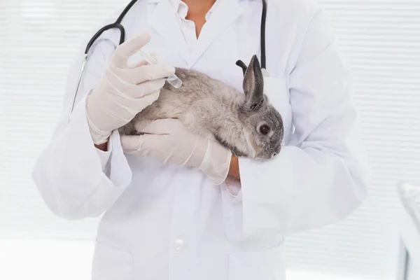 Vet holding small rabbit