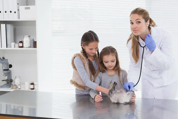 Vet examining bunny rabbit