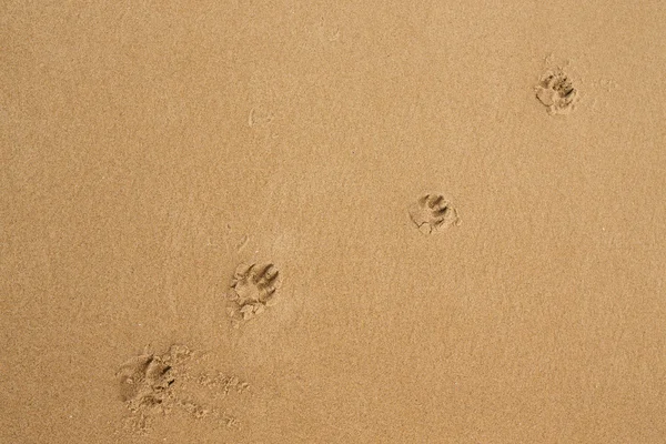 Dog footprints in the sand