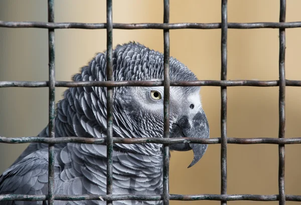 Jaco parrot in a cage