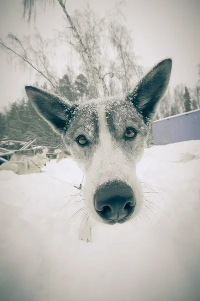 Dog with big black wet nose. Winter. Shallow depth of field