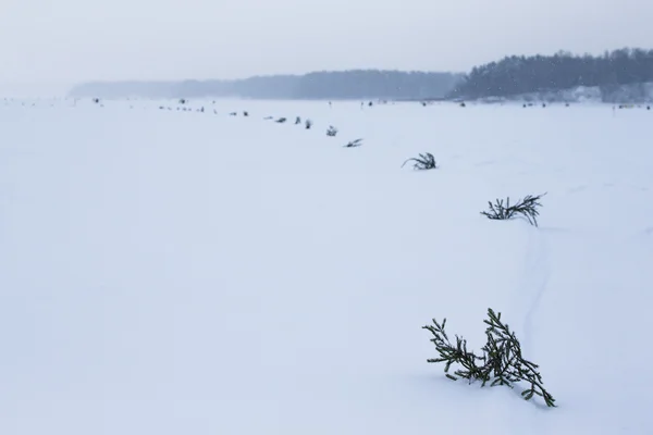 Spruce branches in the snow-covered field
