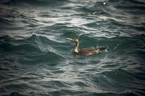 Cormorant is diving in choppy water. Shallow depth of field. Ton
