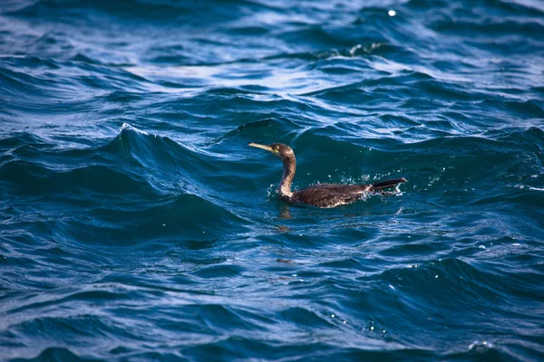 Cormorant is diving in choppy water. Shallow depth of field