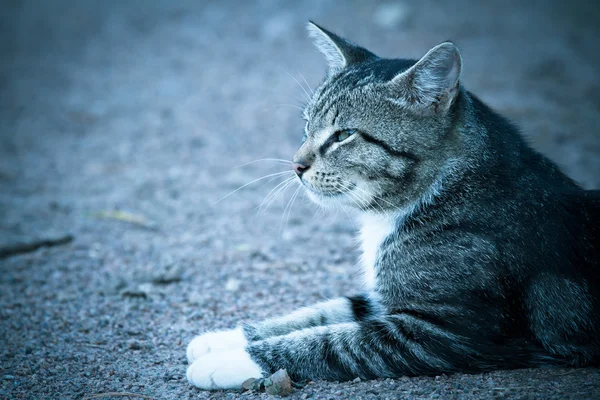 Thoughtful gray cat with white paws lying on the ground and look