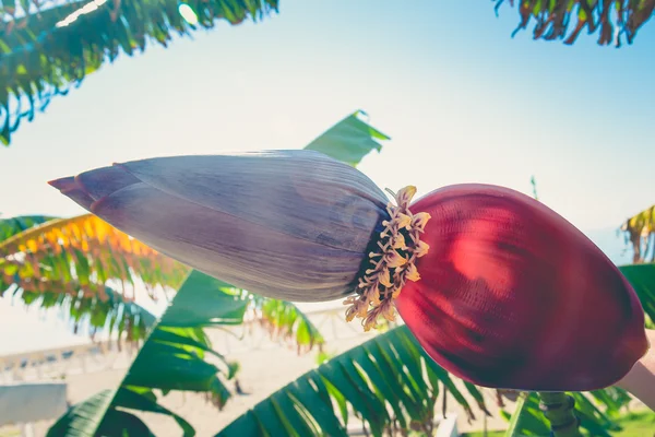 Closed banana flower on a palm tree on beach in Alanya Turkey. T