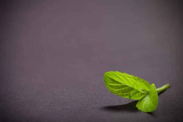 Peppermint leaf on the black slate background. Shallow depth of