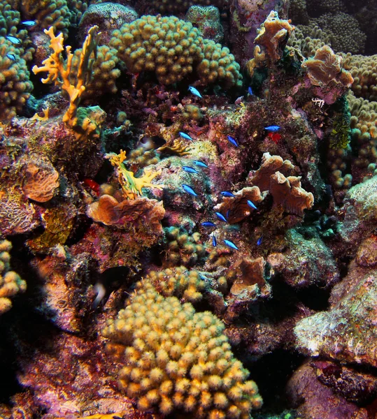Coral Reef Life, Curacao 2