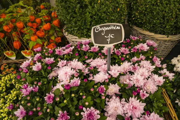 Chrysanthemums for sale in Paris flower shop