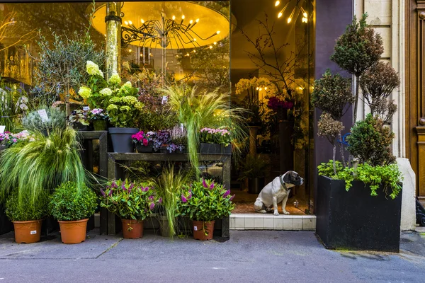 Dog sitting in doorway of Paris flower shop