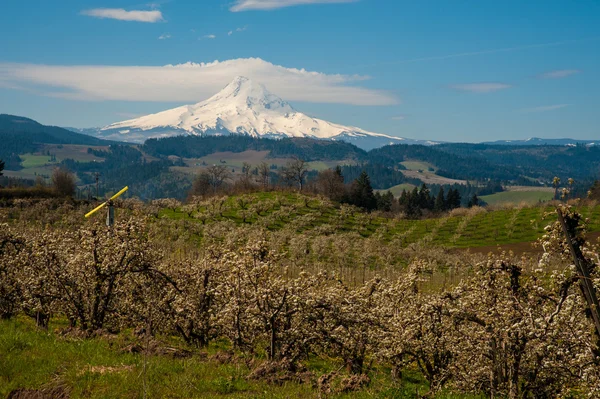 Blooming apple orchards in the Hood River Valley, Oregon