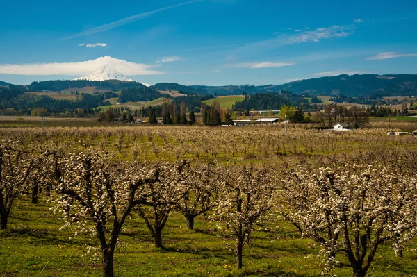 Blooming apple orchards in the Hood River Valley, Oregon