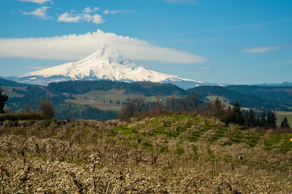 Blooming apple orchards in the Hood River Valley, Oregon