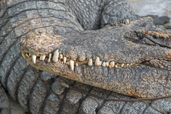 Soft focus headshot of American alligator resting with sharp teeth