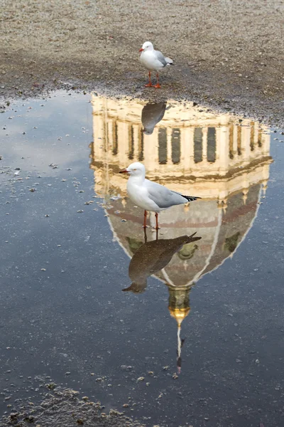 Silver Gull standing on wet ground with reflection of Royal Exhibition Building, Melbourne