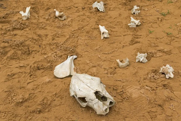 Dinosaur Bones in a makeshift bone sandpit at Cape Otway National park