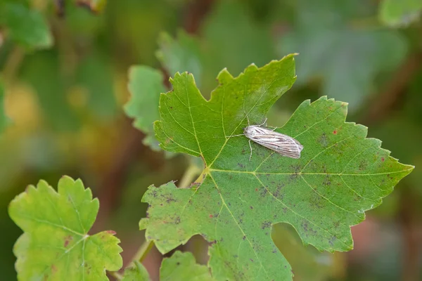 Moth in brown and gray wings on green leaf. Dangerous pest of grapevine