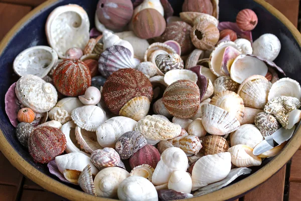 A ceramic bowl full of sea urchin and other seashells to decorate home