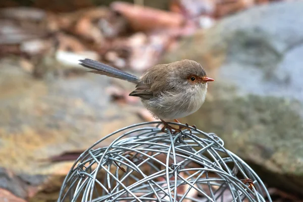 Cute little Superb Fairy Wren bird with wet feathers perching on metal ball